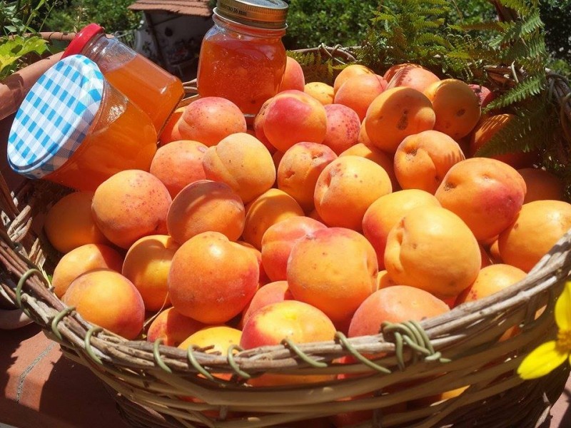 Albicocche del Vesuvio: la rete Slow Food campana a sostegno dei produttori del Presidio