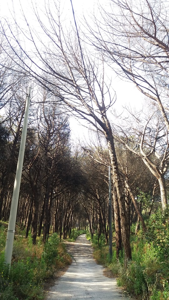 Torre del Greco, un’ordinanza per l’abbattimento degli alberi morti