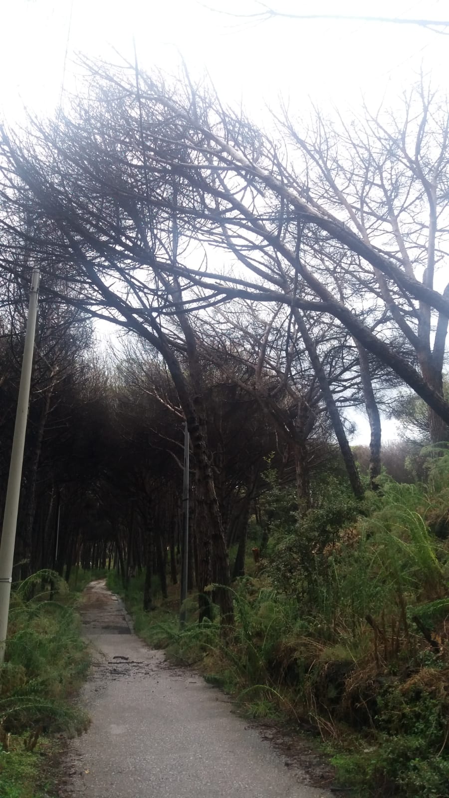 Torre del Greco, crollo di alberi e tanta paura in via Resina nuova