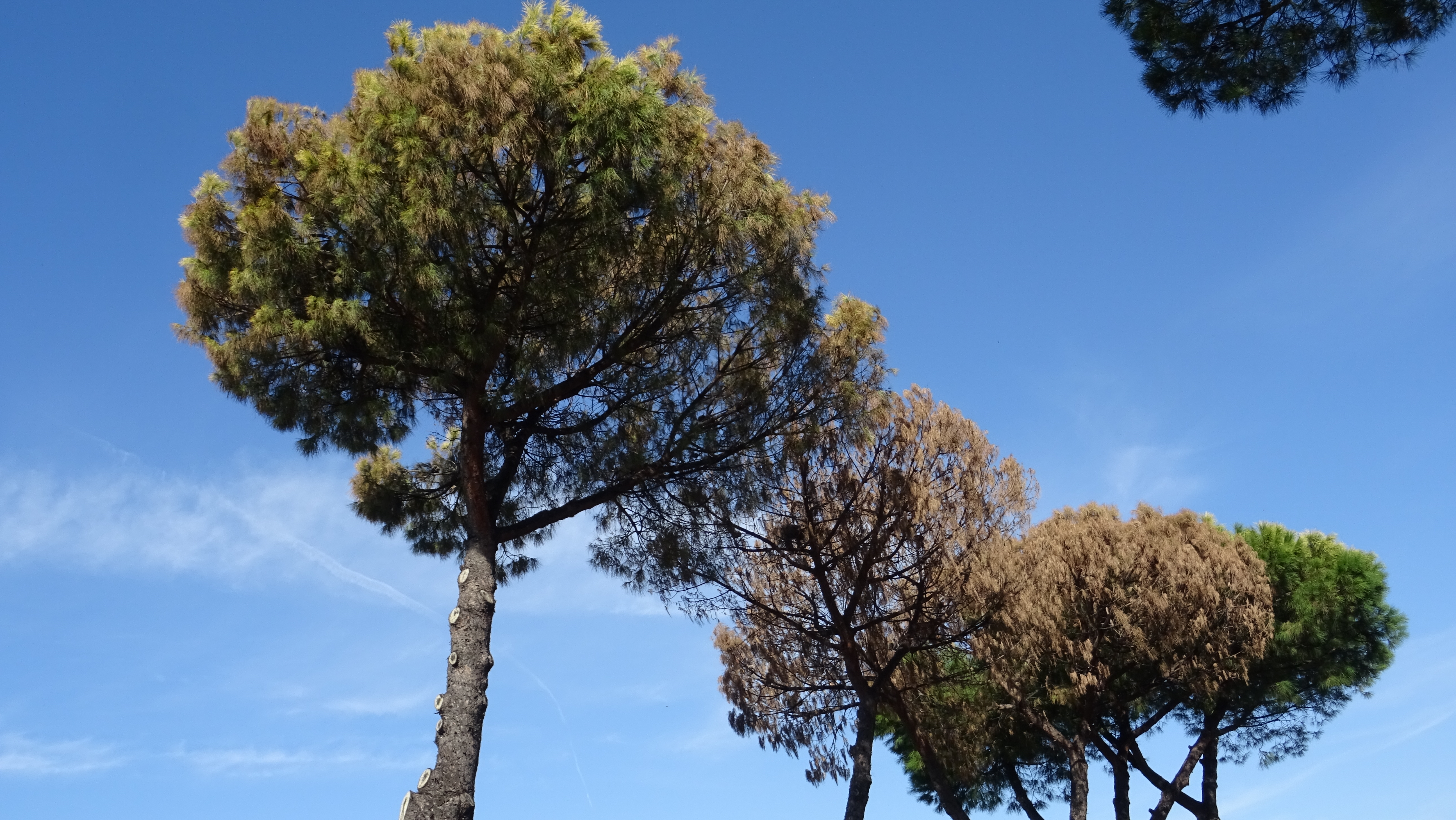 San Sebastiano al Vesuvio, perché i pini muoiono all’improvviso?