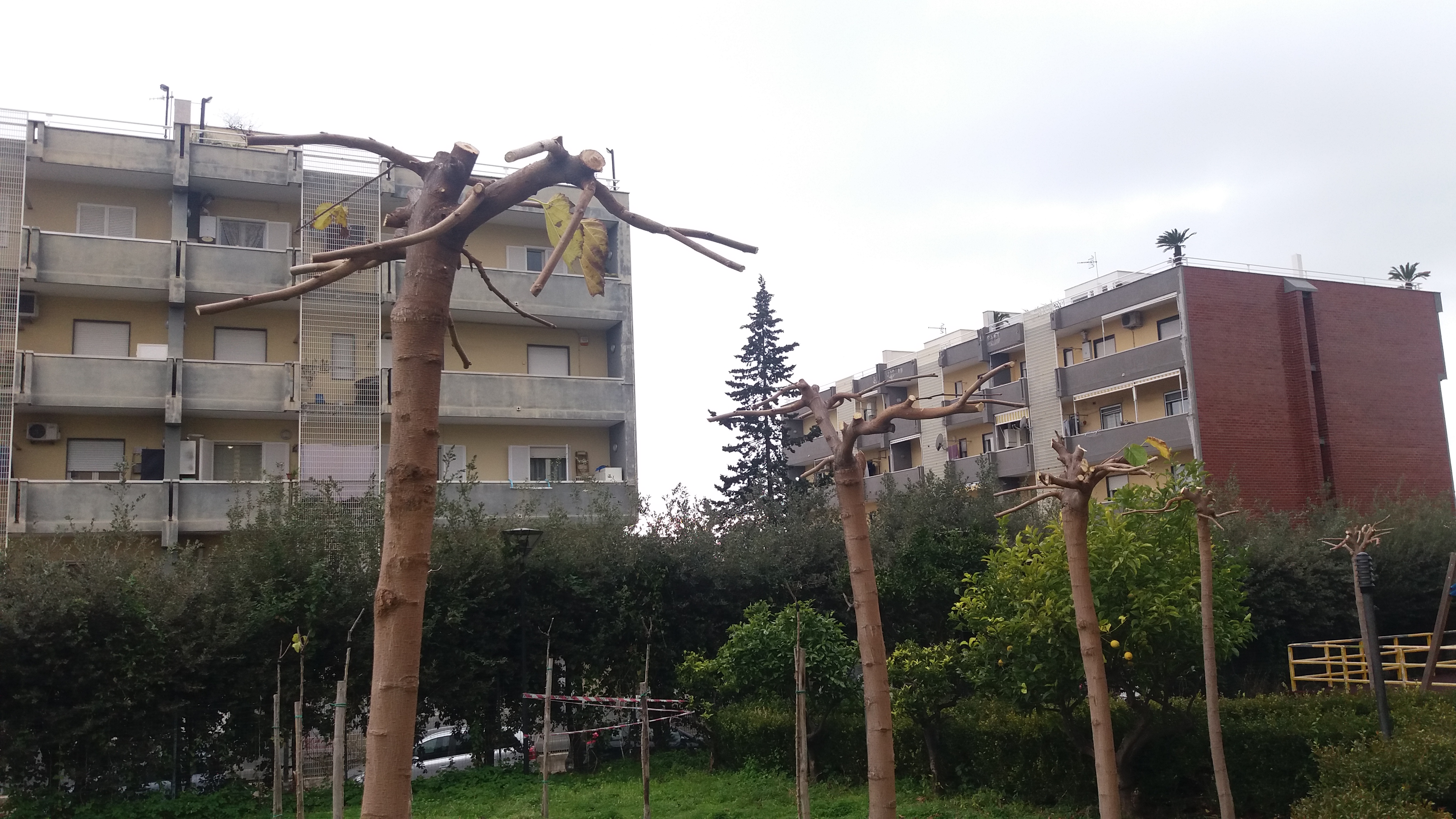 Gli alberi sono le colonne del cielo