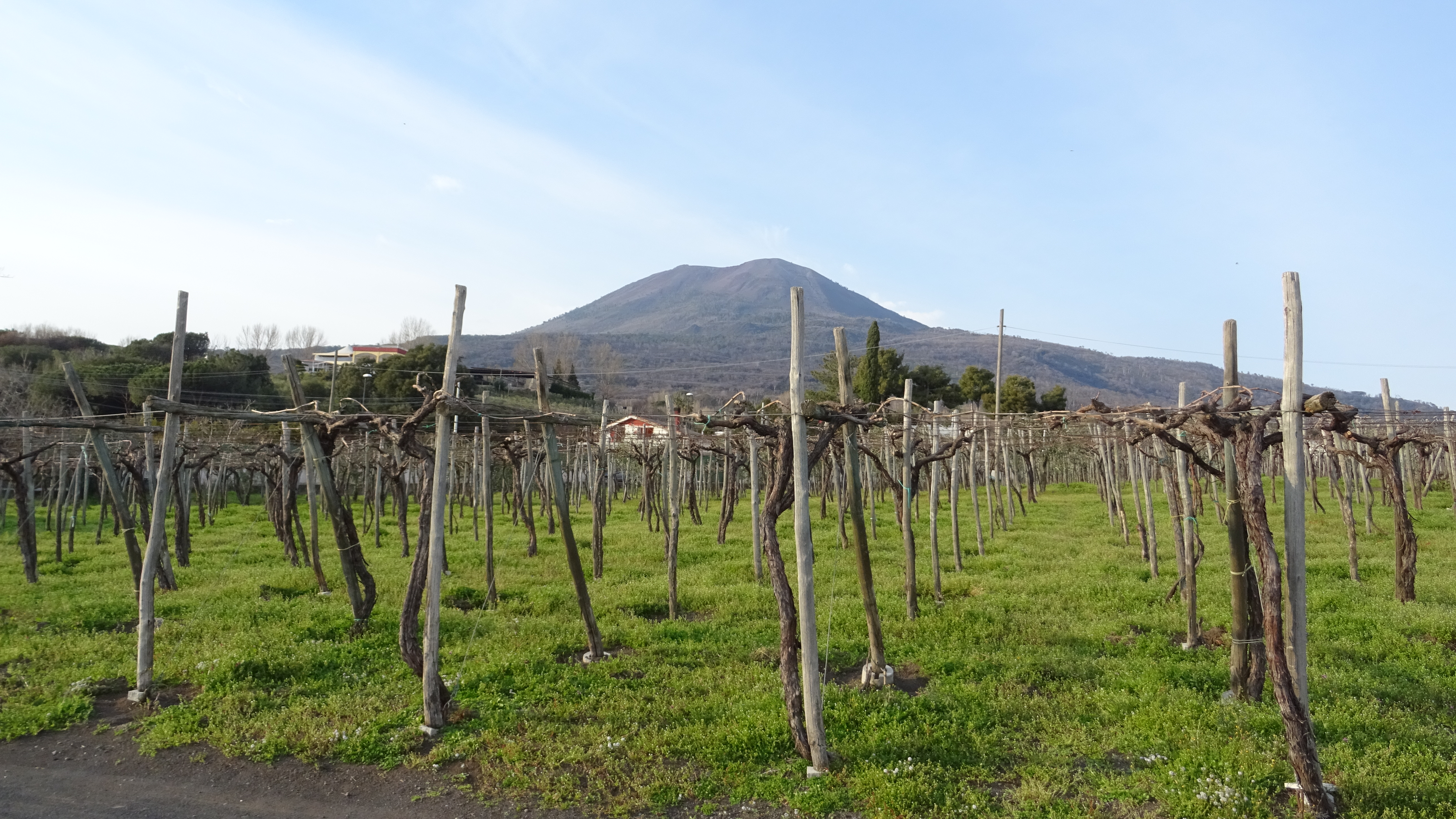 Vesuvio, la frustrazione dei viticoltori locali