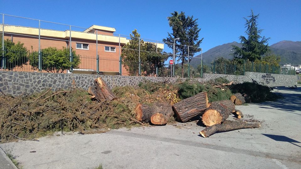 Cercola, dubbi sugli abbattimenti degli alberi