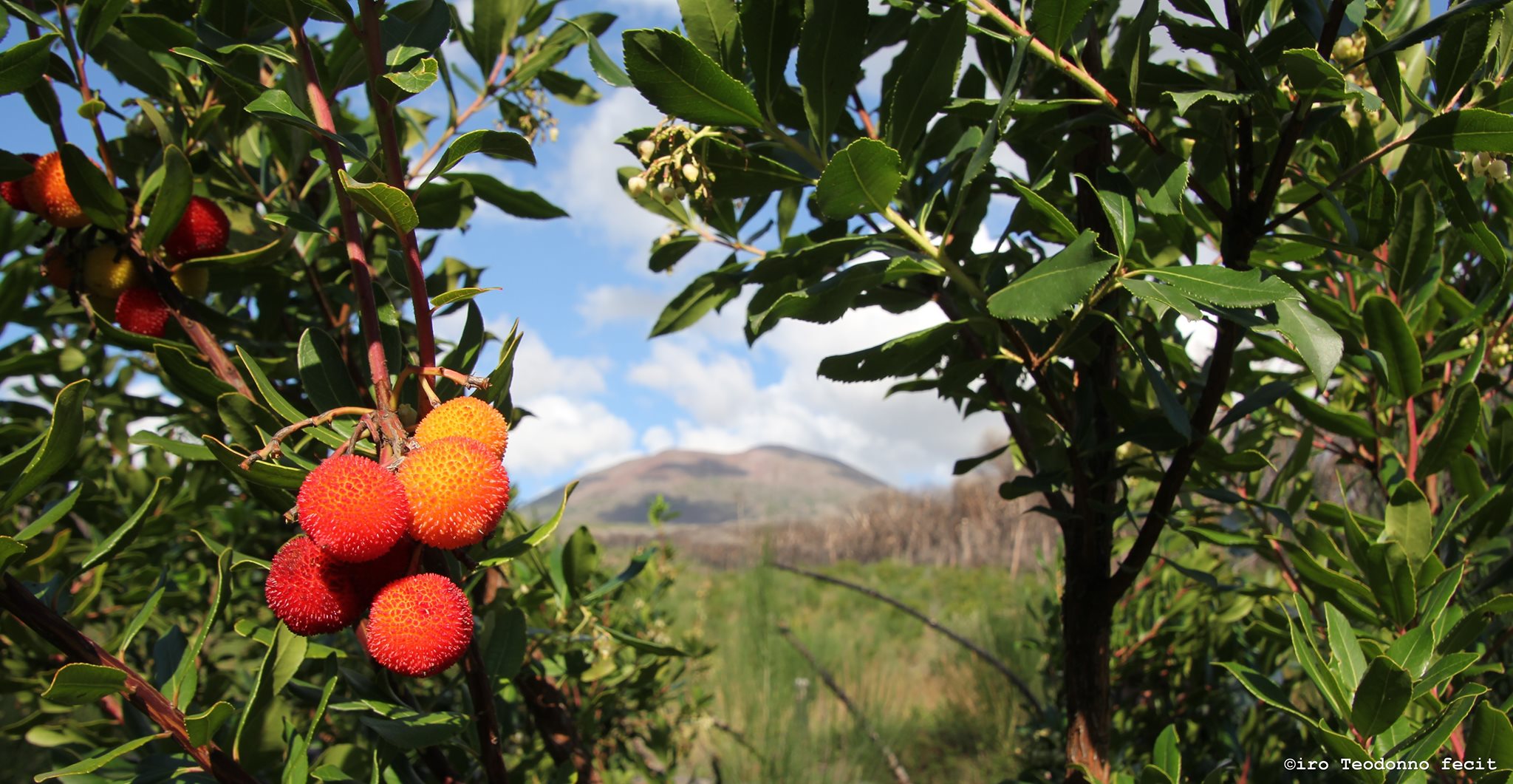 Arbutus unedo