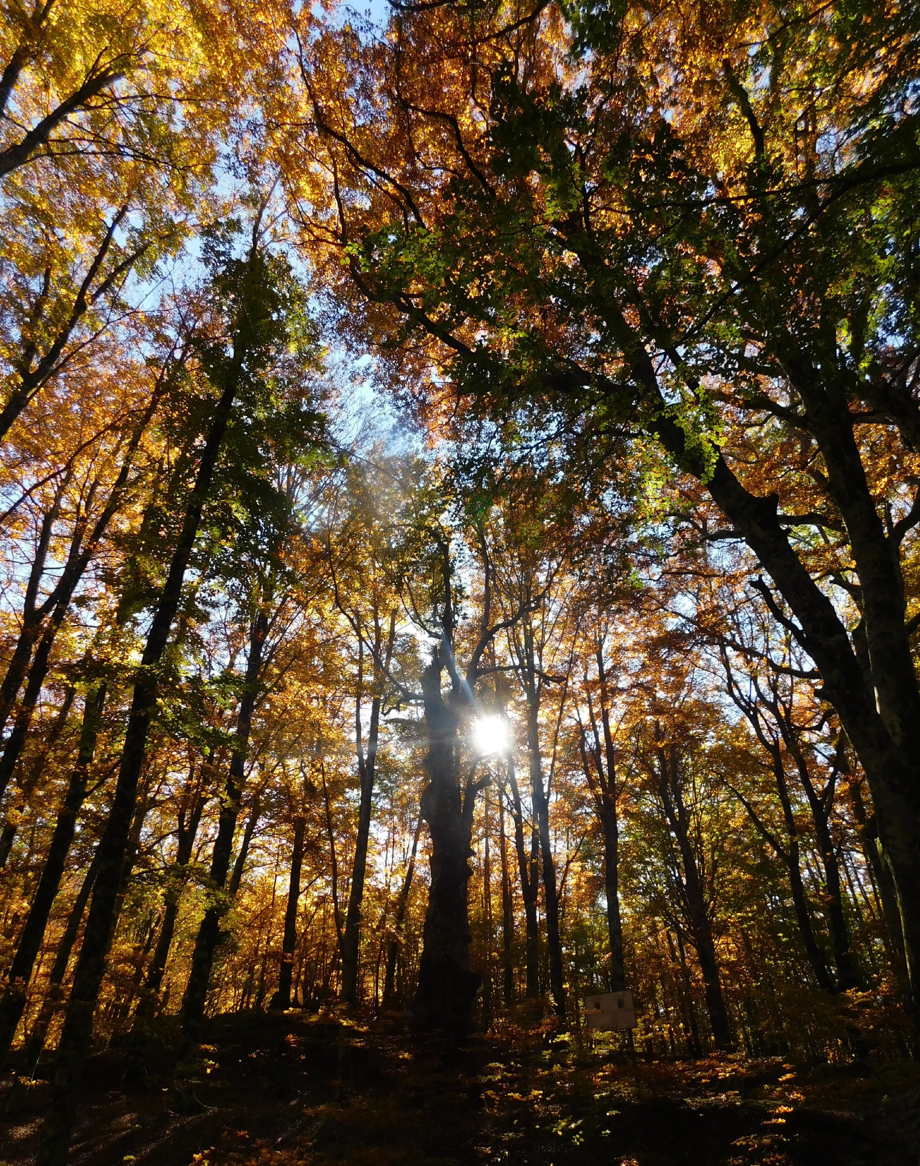 Trarre giovamento dall’atmosfera della foresta: il Forest bathing